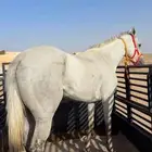 فرس مشروكه