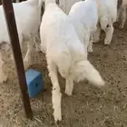 طليان حري ناهيه ذبايح