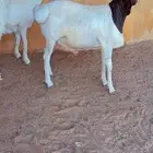 طلي بربري فل شحم مرابي