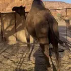 ناقه ضريبه مبيوع ولدها السن نصوف اناقه مجموع بالحليب