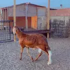طليان سواكن فل شحم مرابي 6 شهور