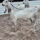 عنزين مشاريك جروم ماهيه