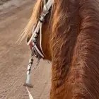 فرس شقرا للبيع