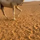 بعير جذع طيب باتلي