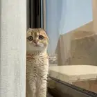 سكوتش فولد انثى ( للبيع)