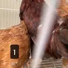 فراريج فرنسي