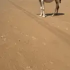 لقحه بكر كفو لقحه على عليان