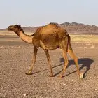 البيع ابكار لقياء 4 معهن عشرا أم ثالث