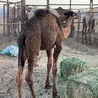 قعود عمره 5 شهور تقريبا علي حليب امه