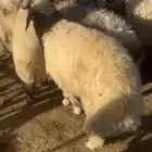 ذبايح نعيمي شرط الصحه