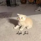 للبيع كيتن سكوتش