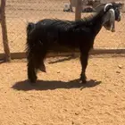 عنز للبيع