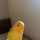ببغاء روز