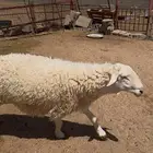 خروف جذع صنف فاخر باقي ما هديته