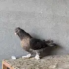حمام تركي