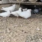 للبيع افراخ حمام فرنسي جامبو وزاجل العدد9حبات