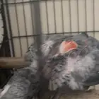 للبيع انثى كاسكو منتجه