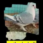 مطلوب حمام حب رمان