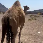 ناقه حايل