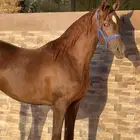 مهره واهو جمال للبيع