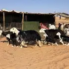 نجد خلفات خصم