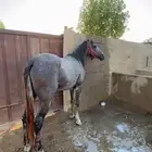 حصان سرعه