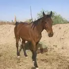 حصان انقليزي العمر 9 سنين وا الحد ب 1700