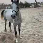 حصان كفو ابوه جزيري وسبوق