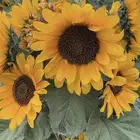 بذور دوار شمس العملاق