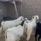 معزا مشاريك صنف