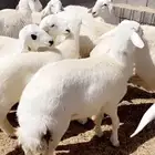بهم حري ذبايح طليان