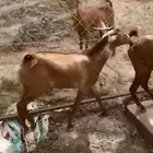 تيس
