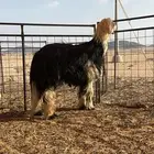 فحل نجدي صنف
