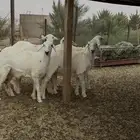 رخال مقنوي