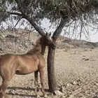 فرس شعبيه للبيع