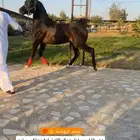 مهر ادهم اللون الملكي (اسود)