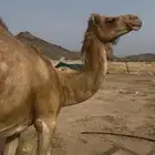 ناقه ساحلية ملاقي للبيع