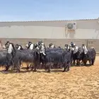 معزا عوارض صنف فاخره