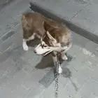 كلب هاسكي