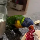 لوري رينبو اليف Rainbow lorikeet