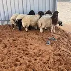 نعيم