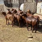 معزا دهم مراح واحد