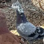 حمام للبيع