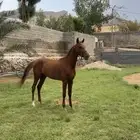 حصان شعبي