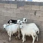 اربع غنم فيها خلفها معها طلي و الباقي ماضربة