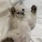 كيتن للبيع