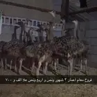 طيور للبيع