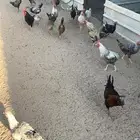ديوك ديك للبيع