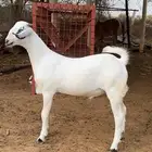 مشروع فحل بيشي