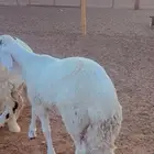 طليان سواكن مرابي 6 شهور فل شحم